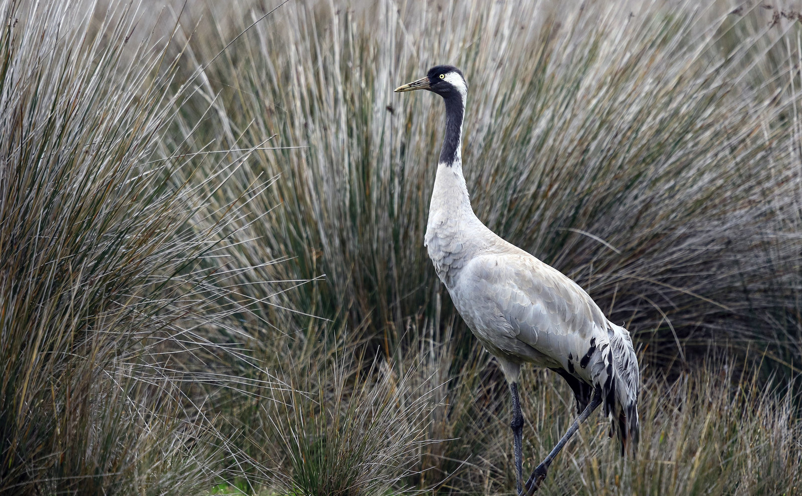 1 IMG_8886_result.jpg