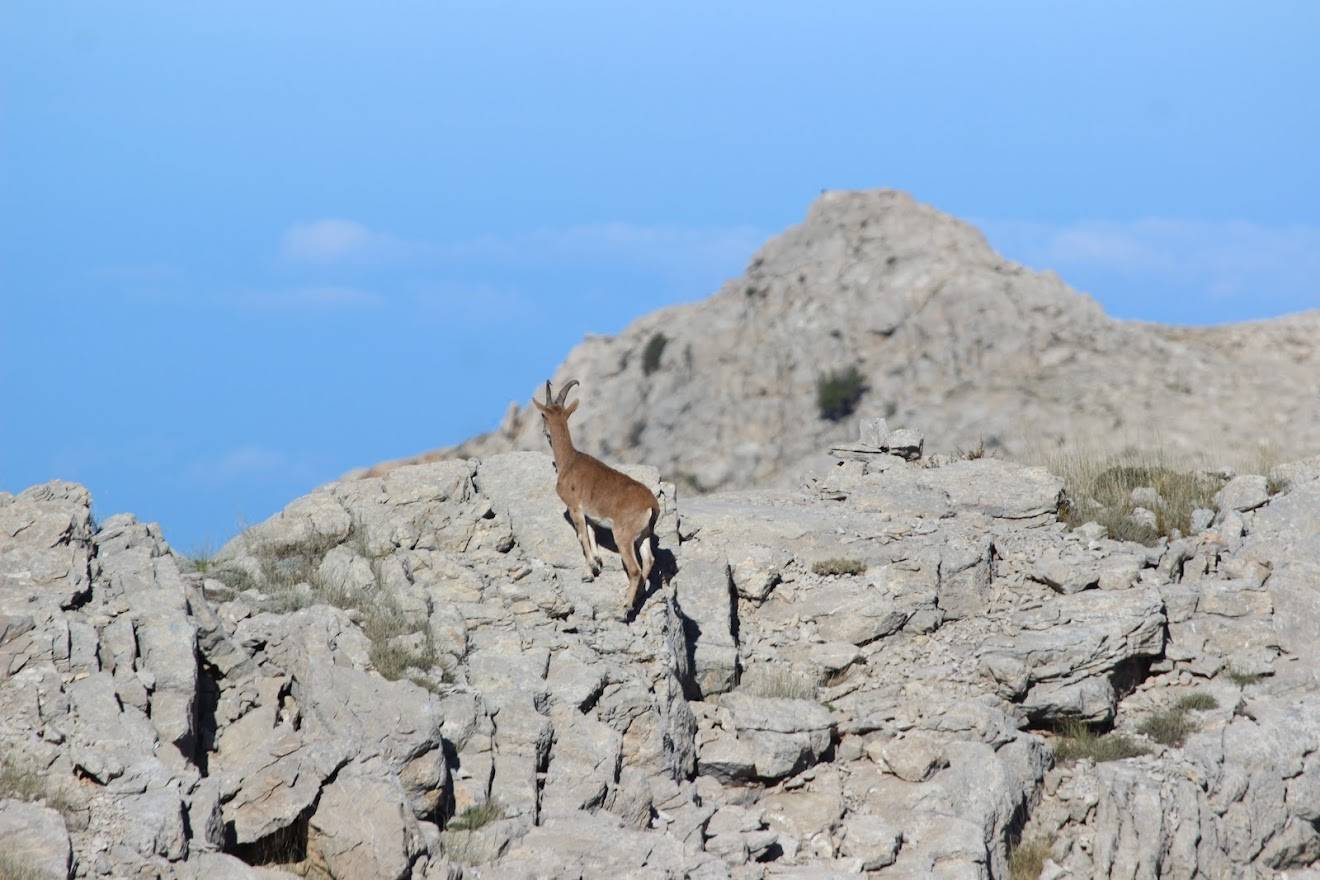 Sarıkamış Yaban Hayatı Geliştirme Sahası